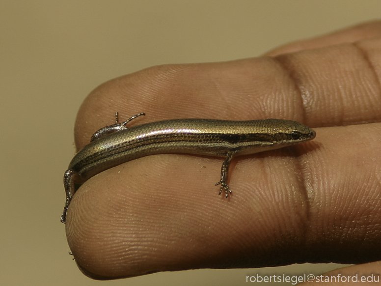 skink